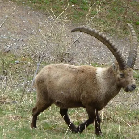 Daire Chesa Vista Mezdi By Interhome *