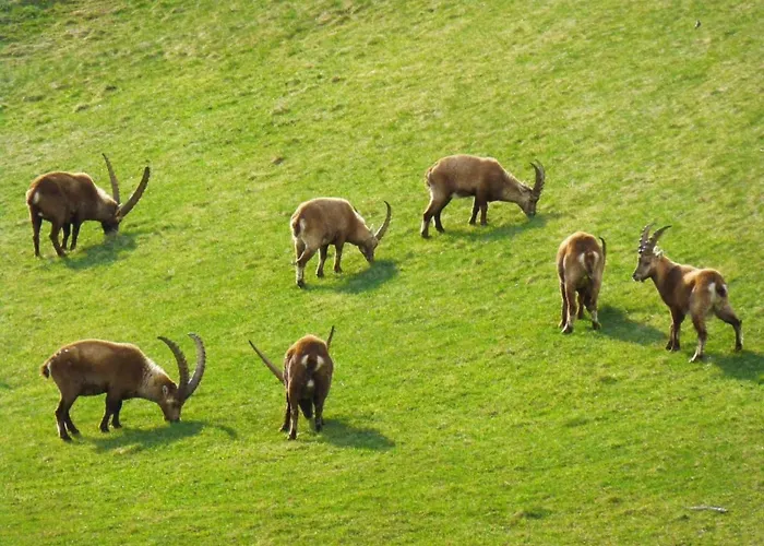 Chesa Vista Mezdi By Interhome Daire Pontresina