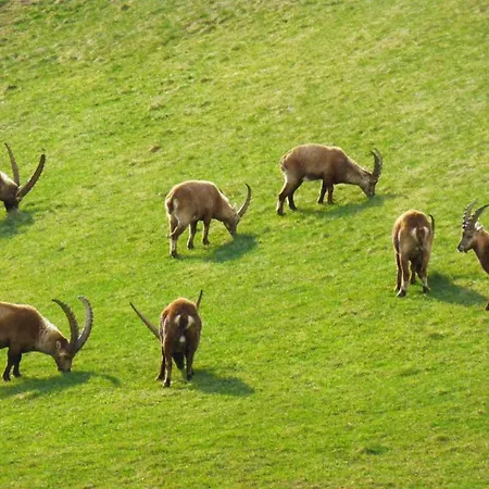 Chesa Vista Mezdi By Interhome Apartman Pontresina