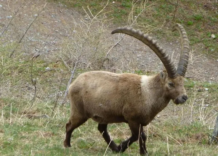 Apartman Chesa Vista Mezdi By Interhome *